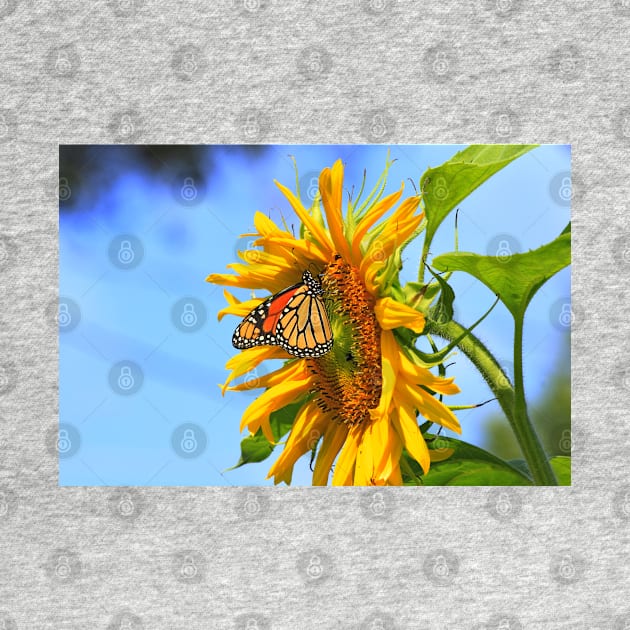 Monarch Butterfly closeup on a yellow Kansas Sunflower. by ROBERTDBROZEK